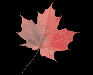 Made in Canada!
